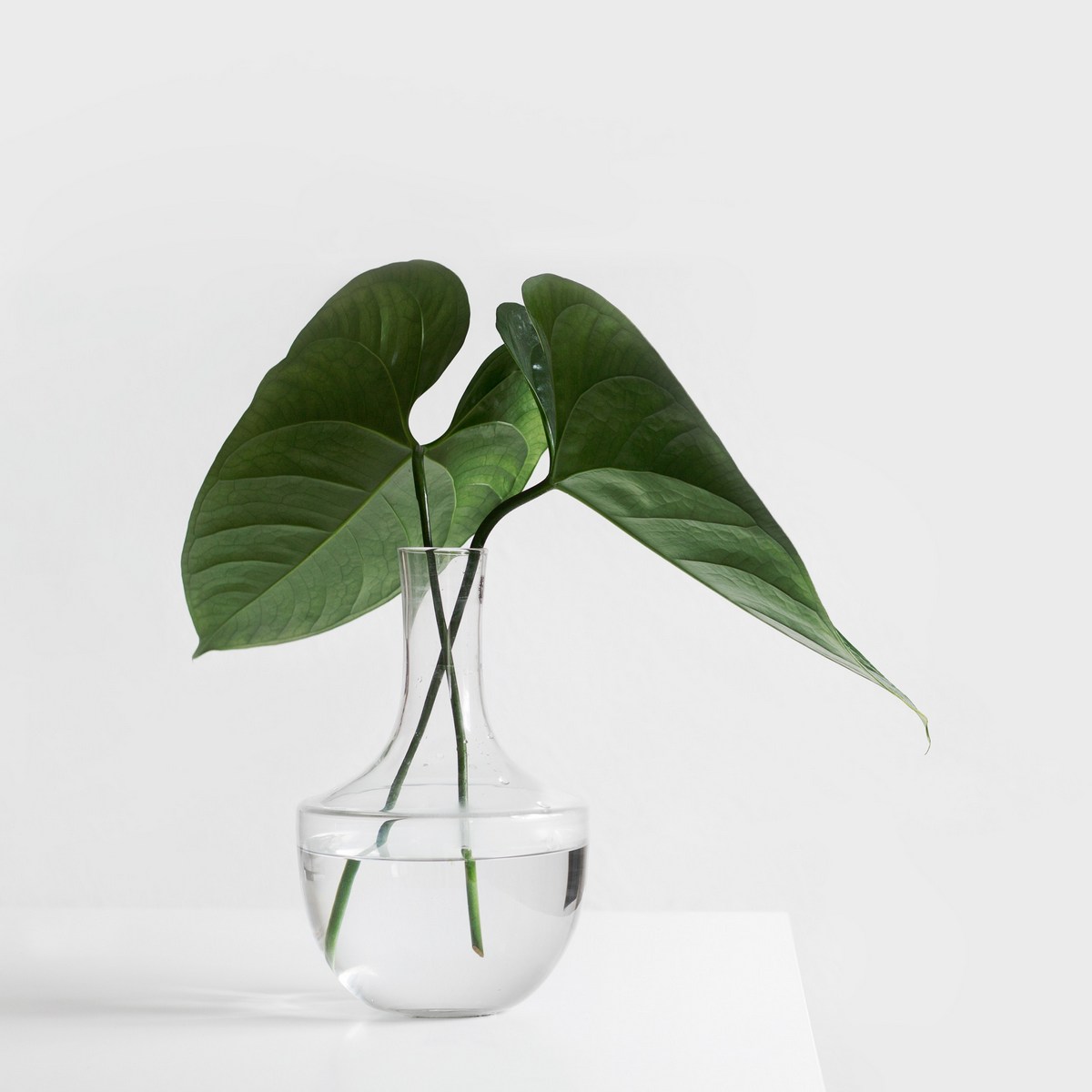 Placeholder - Plant in Vase