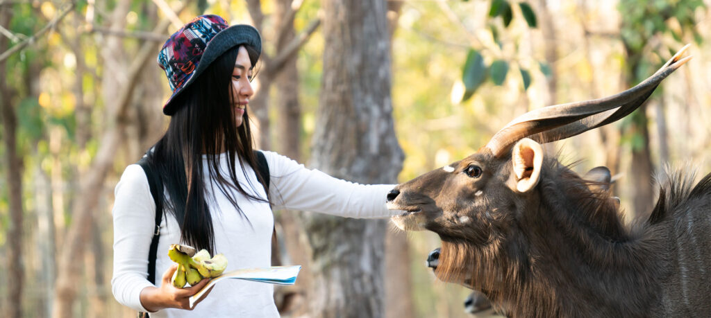 Person Petting Wildlife